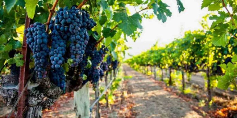 grape producers and exporters benefit