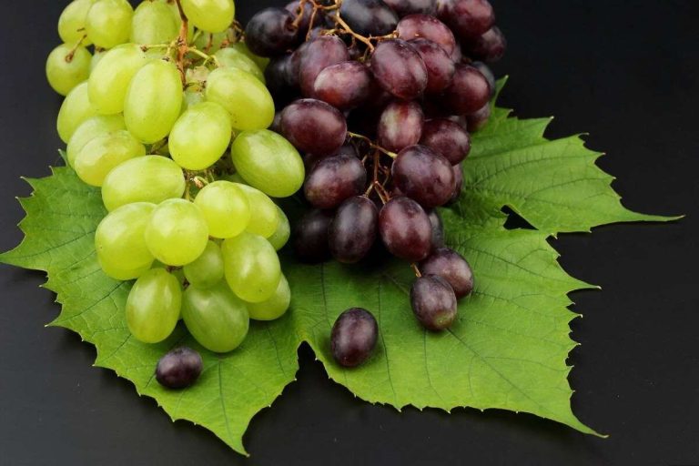 how to start grapes export business