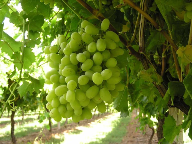 list of seedless grapes