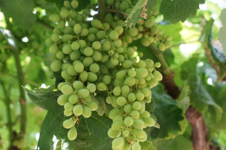 fresh sour grapes fruit wholesale