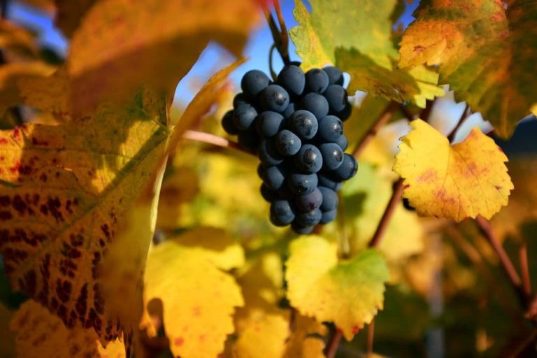 autumn royal grapes benefits