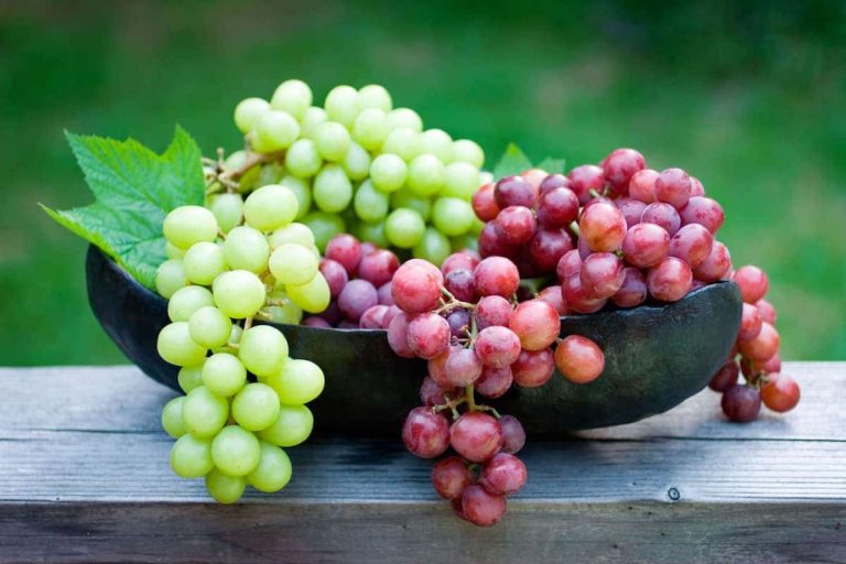 fresh Spanish grapes where to buy