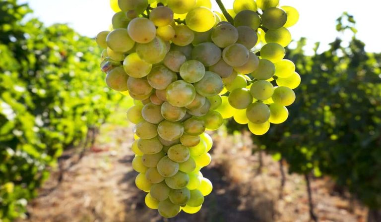 Riesling grape characteristics and price