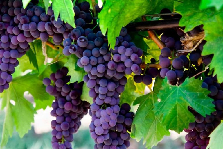 black grapes benefits for hair