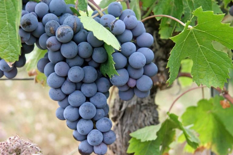 black grapes benefits for skin