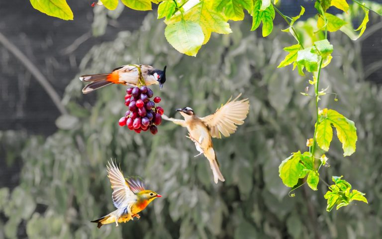 Bulk Raisins for Birds