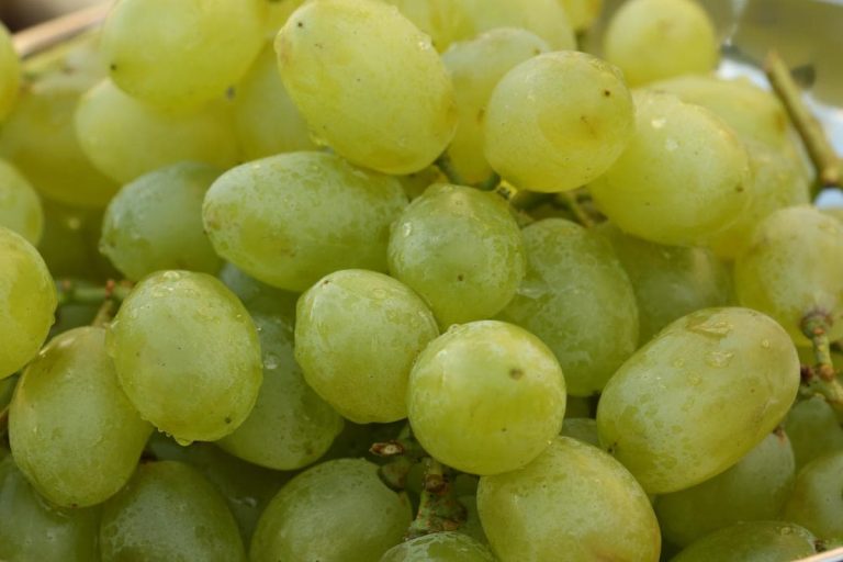 fresh sour grapes fruit