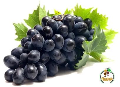 african grape fruit buying guide + great price