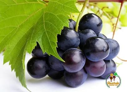 black grape fruit buying guide + great price